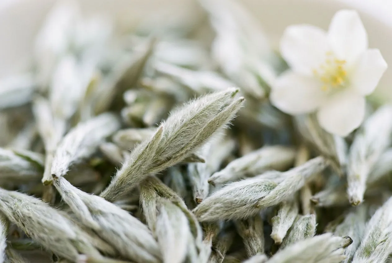 茶韻系列 東方白茶 Oriental White Tea